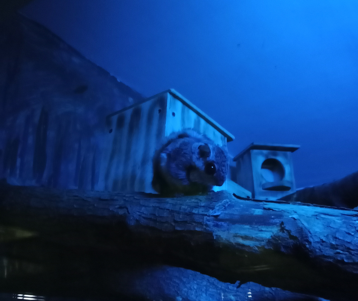 обыкновенная летяга