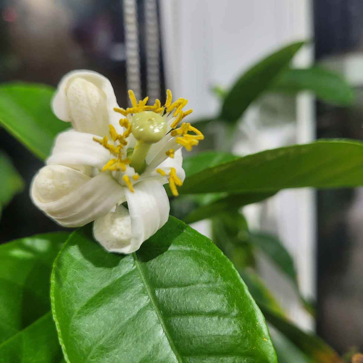 Цветение панды