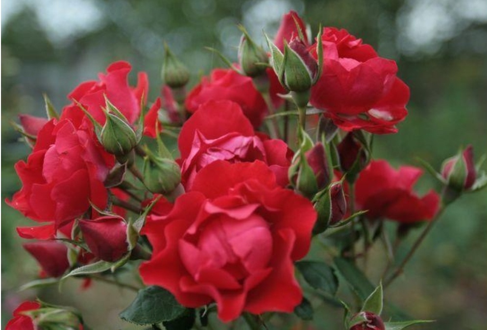 Black Forest Rose' /W. Kordes, Sohne, 2010/ демонстрирует повышенные стандарты устойчивости и морозостойкости