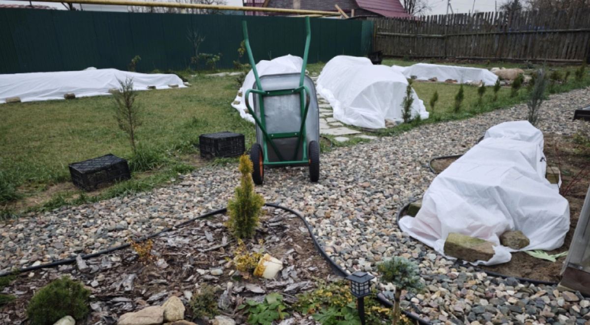 Укрытие роз, октябрь 2024 г