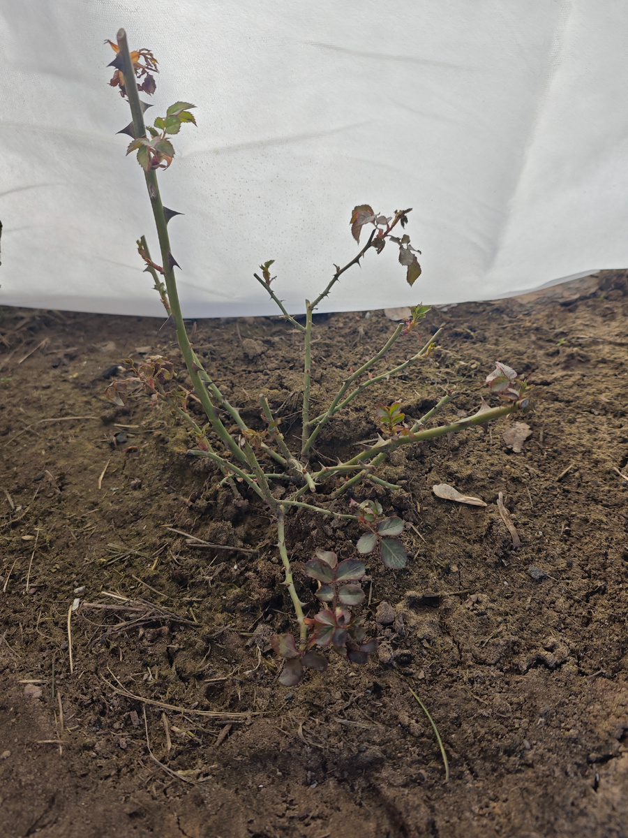 Первогодка Абрахам Дарби под укрытием, перезимовал прилично