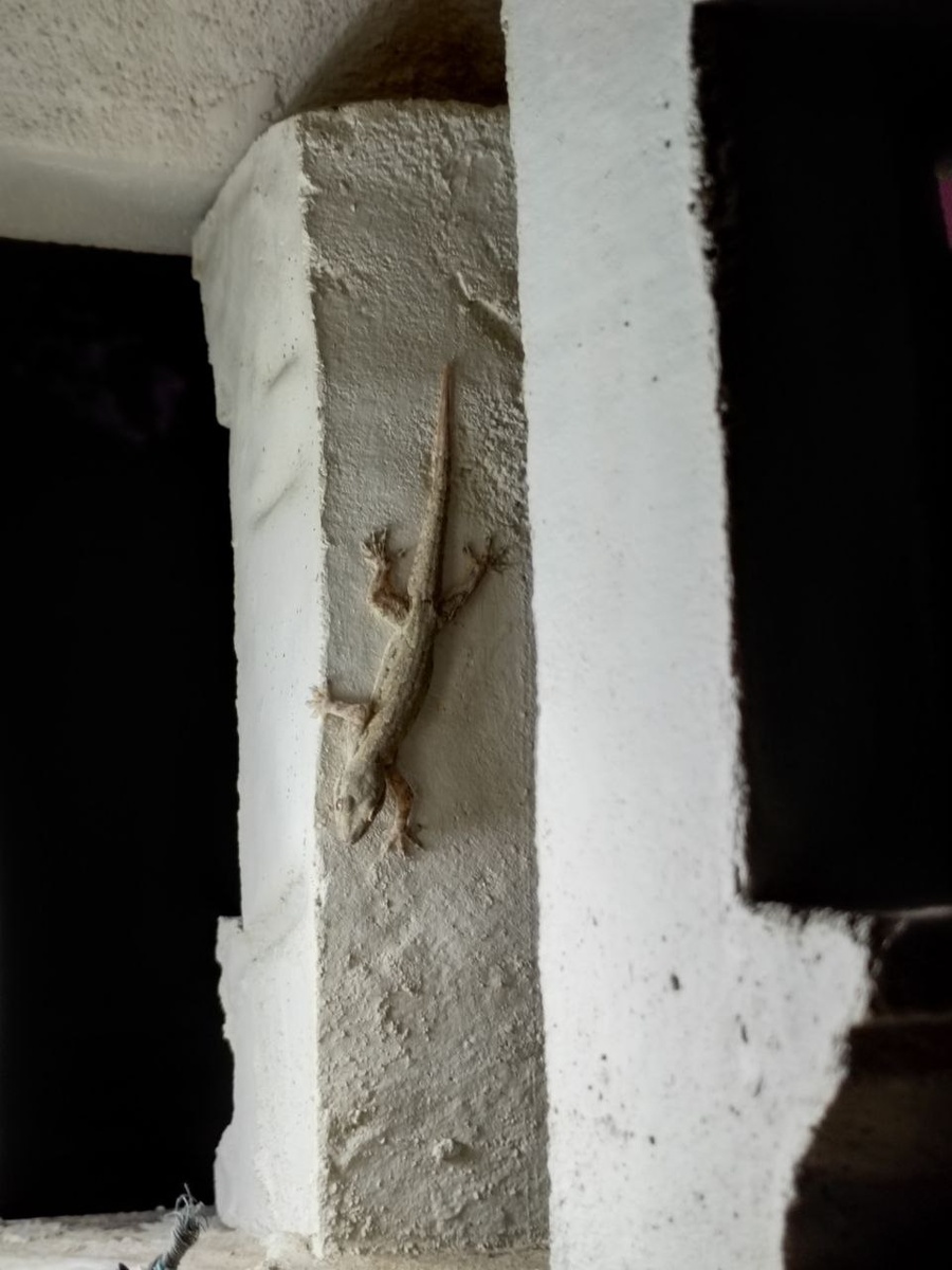 Геккон, что выбижал из жалюзи