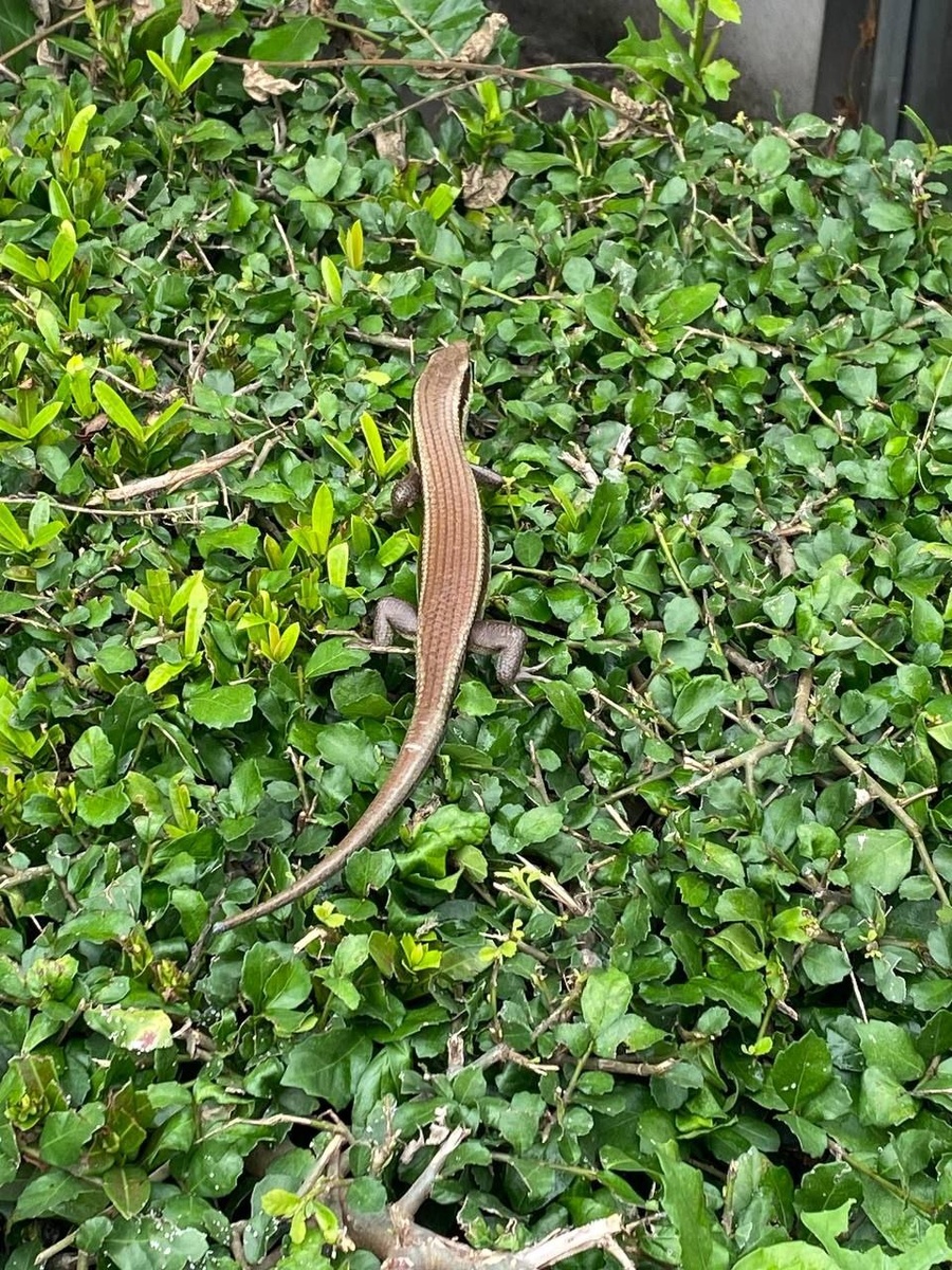 Просто красивая ящерка