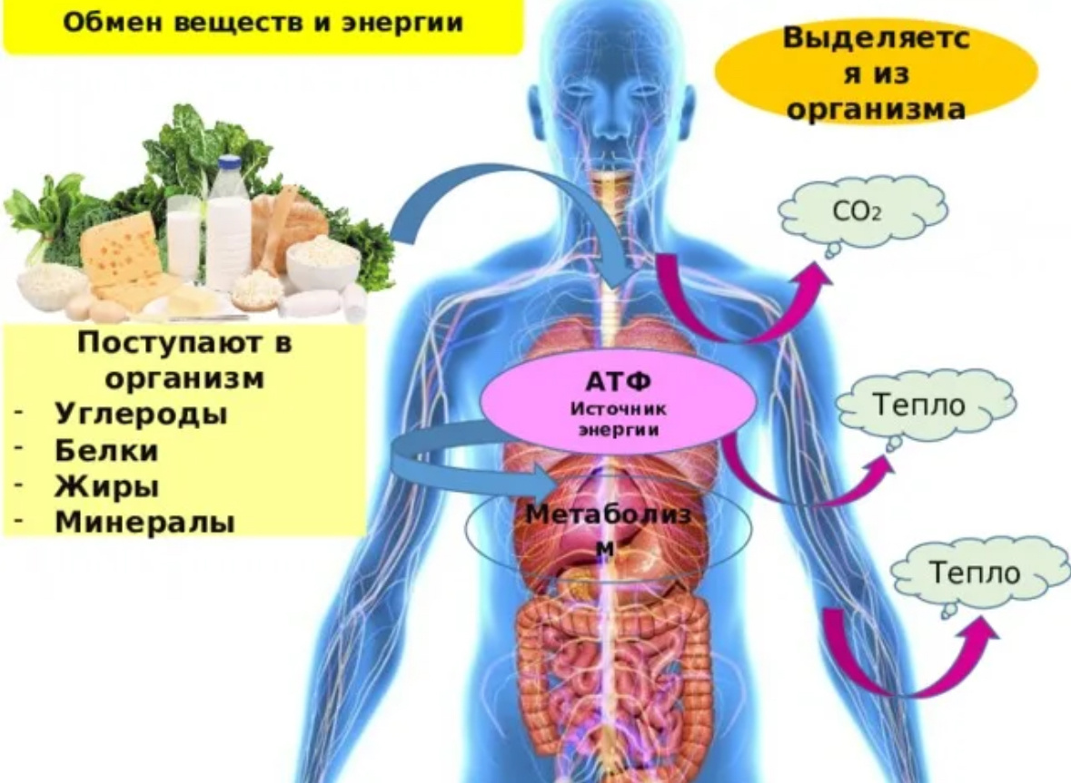 Взято из Яндекс картинок.