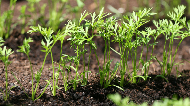 Результат правильного посева моркови через 14 дней после появления всходов. Сорт "Нантская