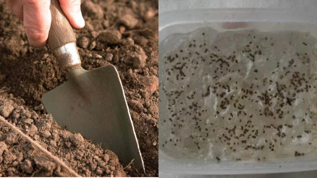 Правильная подготовка почвы и семян определяет 70% будущего урожая