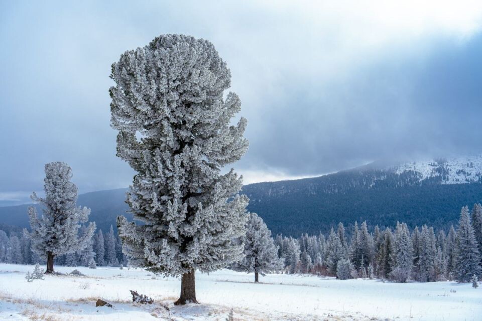    Зима вернулась на Семинский перевал, март 2025. Источник: Андрей Сороко