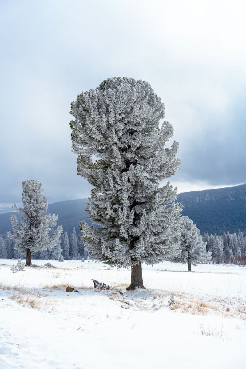    Зима вернулась на Семинский перевал, март 2025. Источник: Андрей Сороко