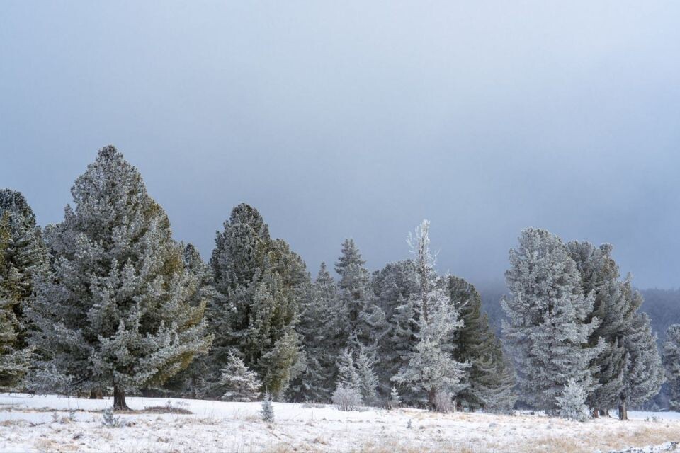    Зима вернулась на Семинский перевал, март 2025. Источник: Андрей Сороко