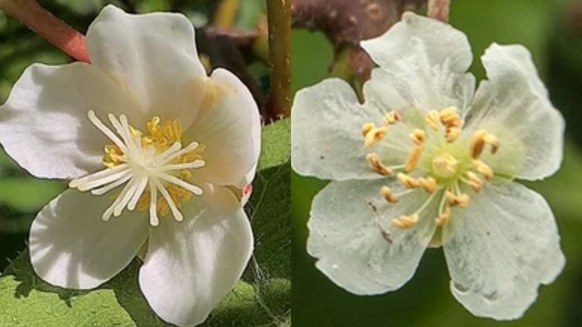 Различия между мужскими и женскими цветками актинидии. Важно научиться их различать