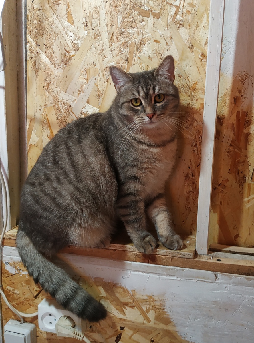 Фотоальбом, листаем. Мася