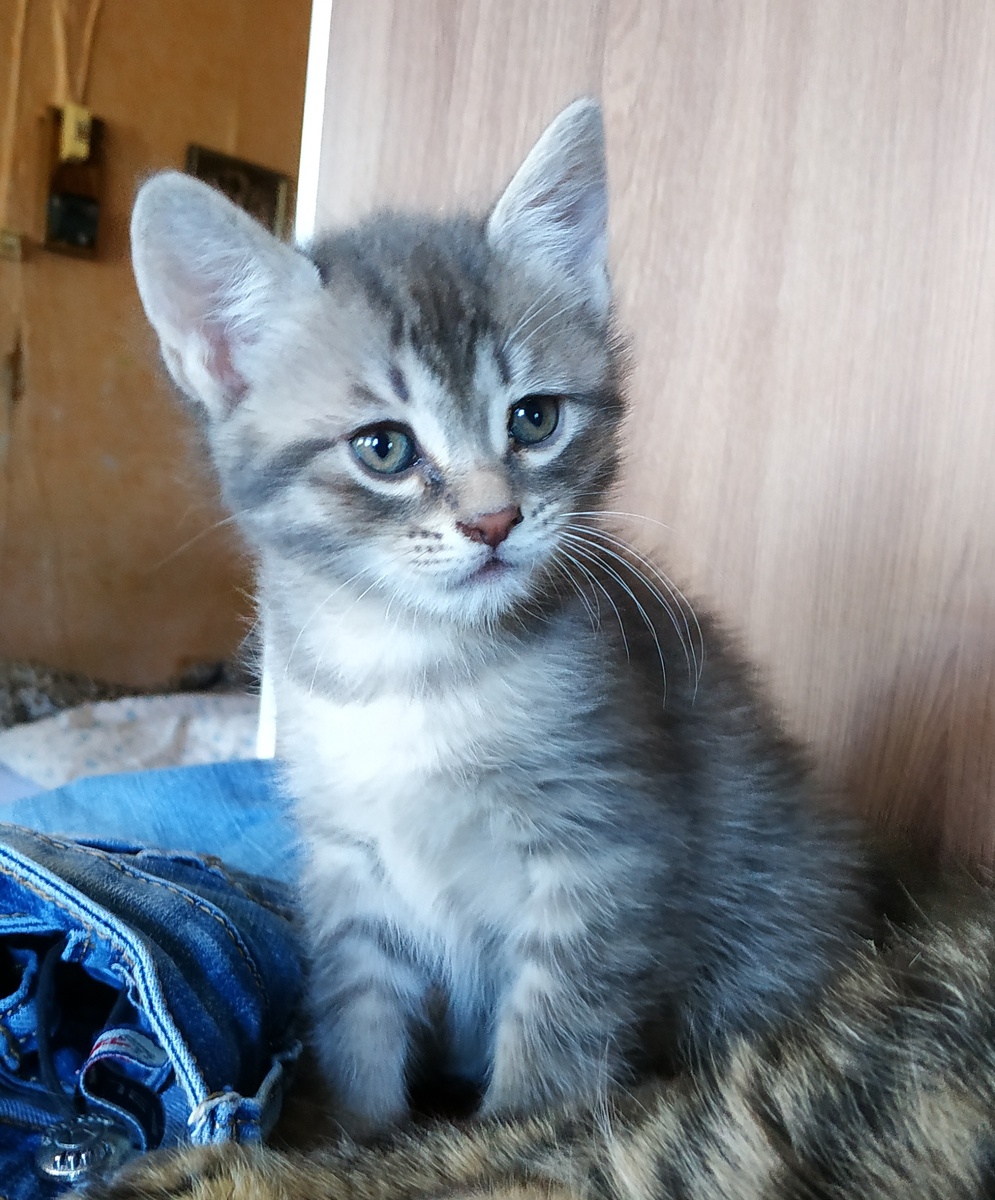 Мася 1,5 месяца