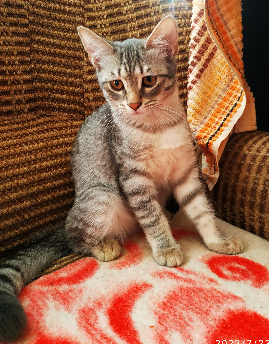 Мася 2,5 месяца