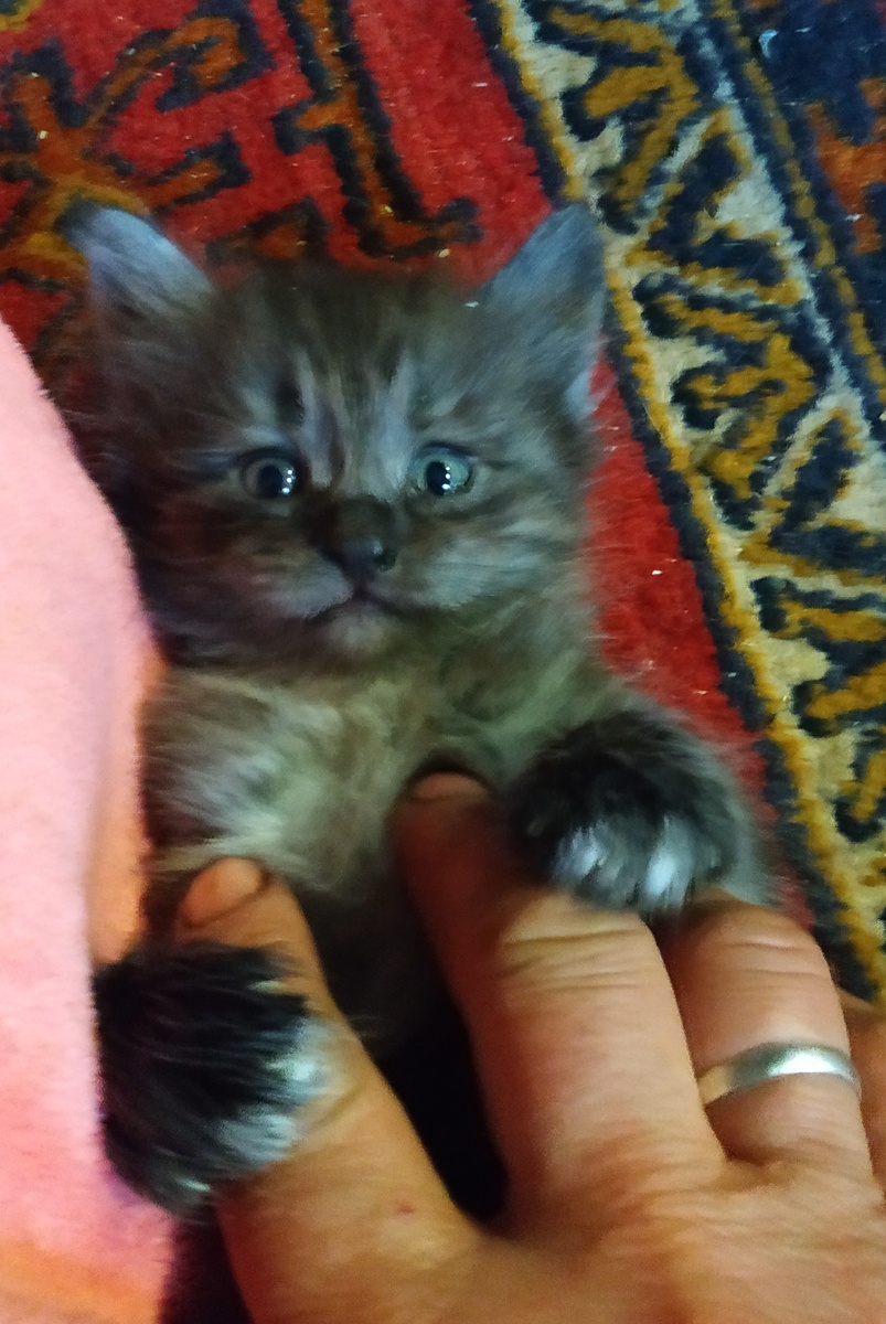 Макс 1 месяц