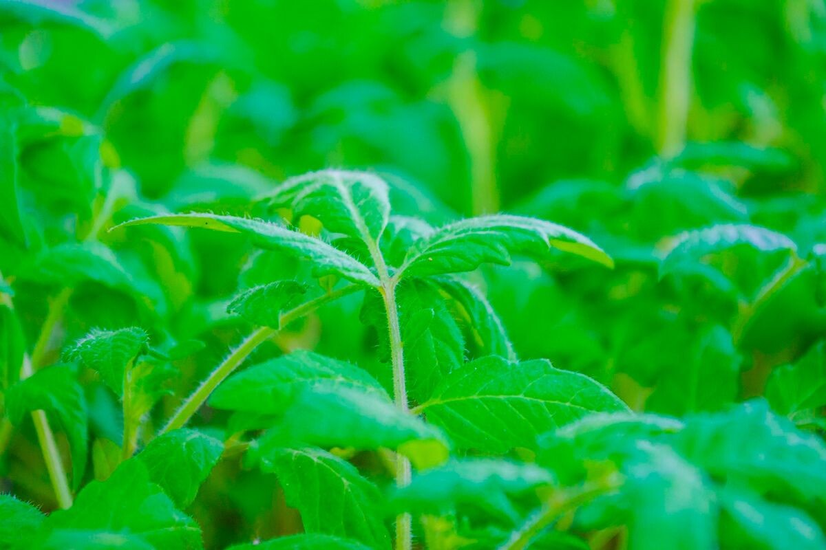    Фото: thephilippena / Pixabay.com