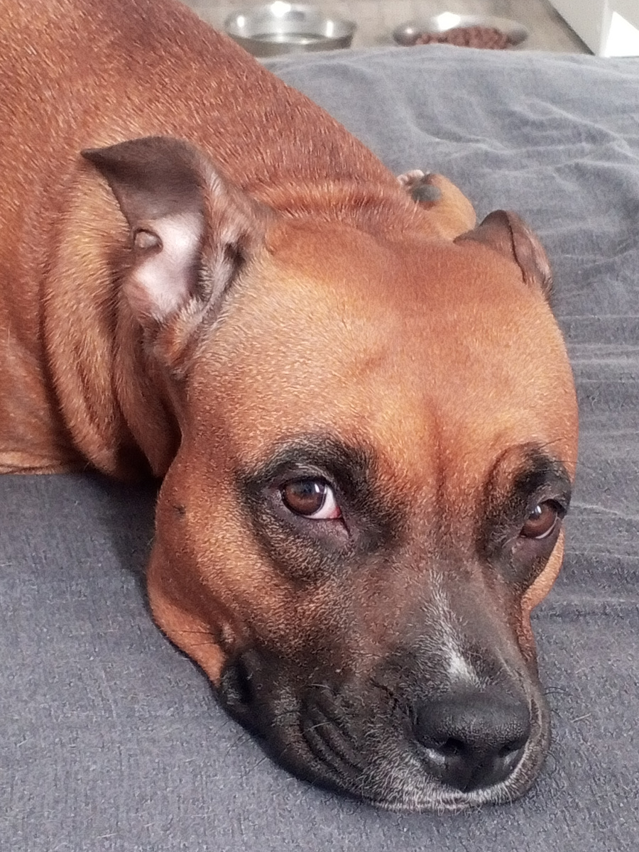 Амстафф Адель