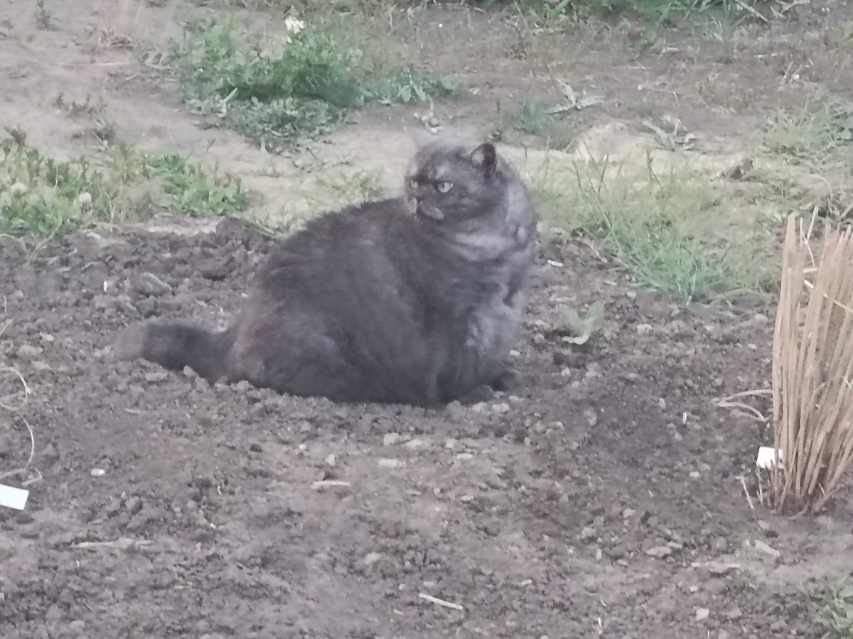 Главная задача - серую кошу на серой земле не потерять 🤣🤣🤣