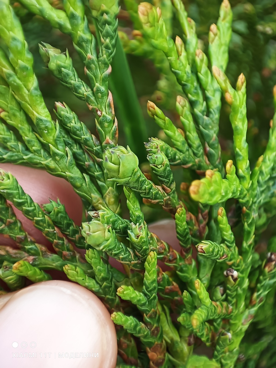 Туи собрались прирастать👌