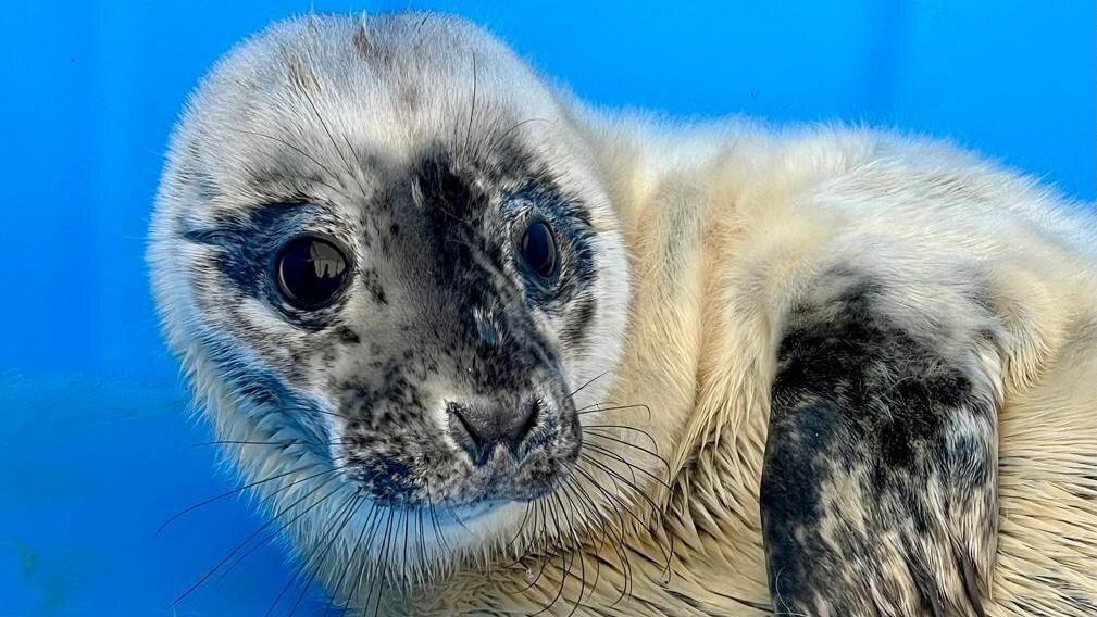   Фото: vk.com/sealrescue