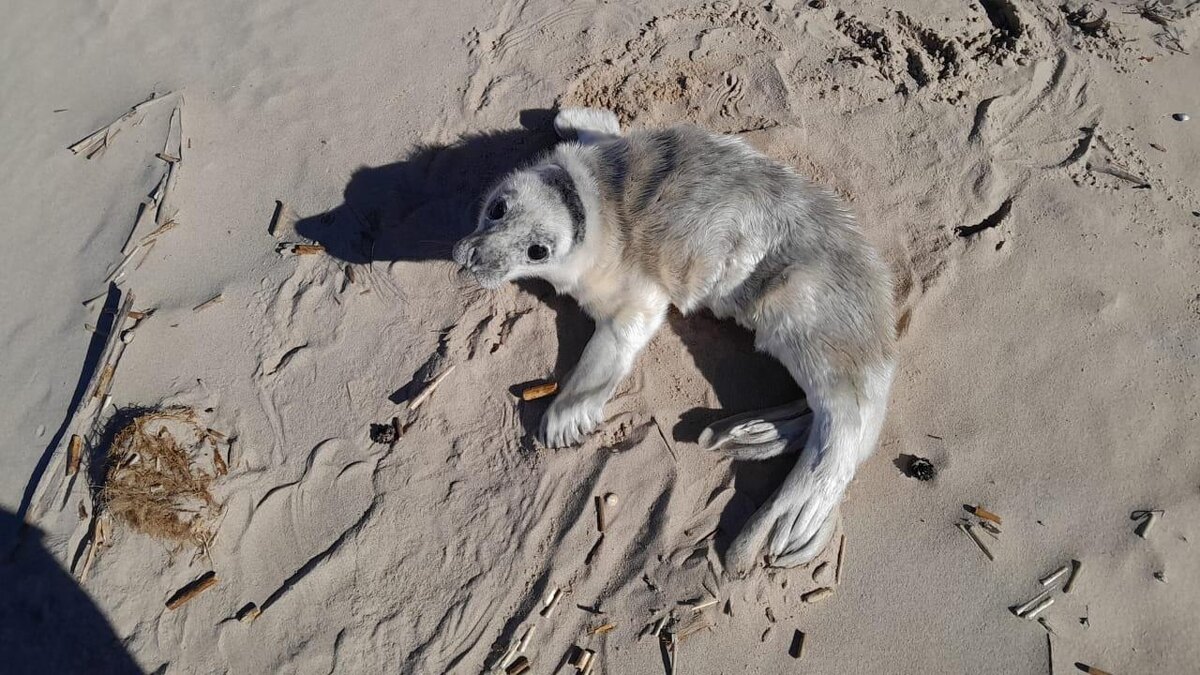    Фото: vk.com/sealrescue