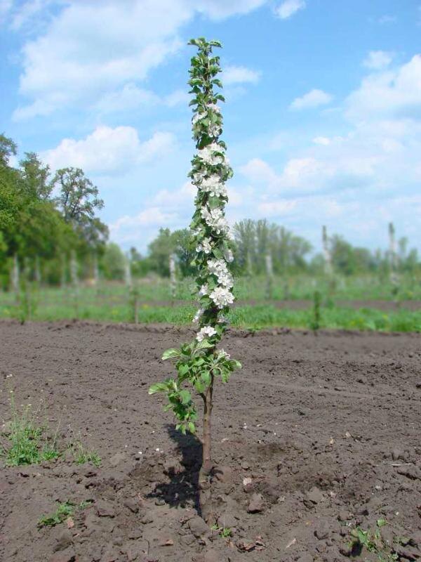 Колоновидная яблоня / Фото из сети интернет