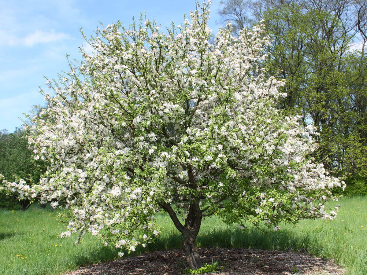 Сильнорослая яблоня / Фото из сети интернет