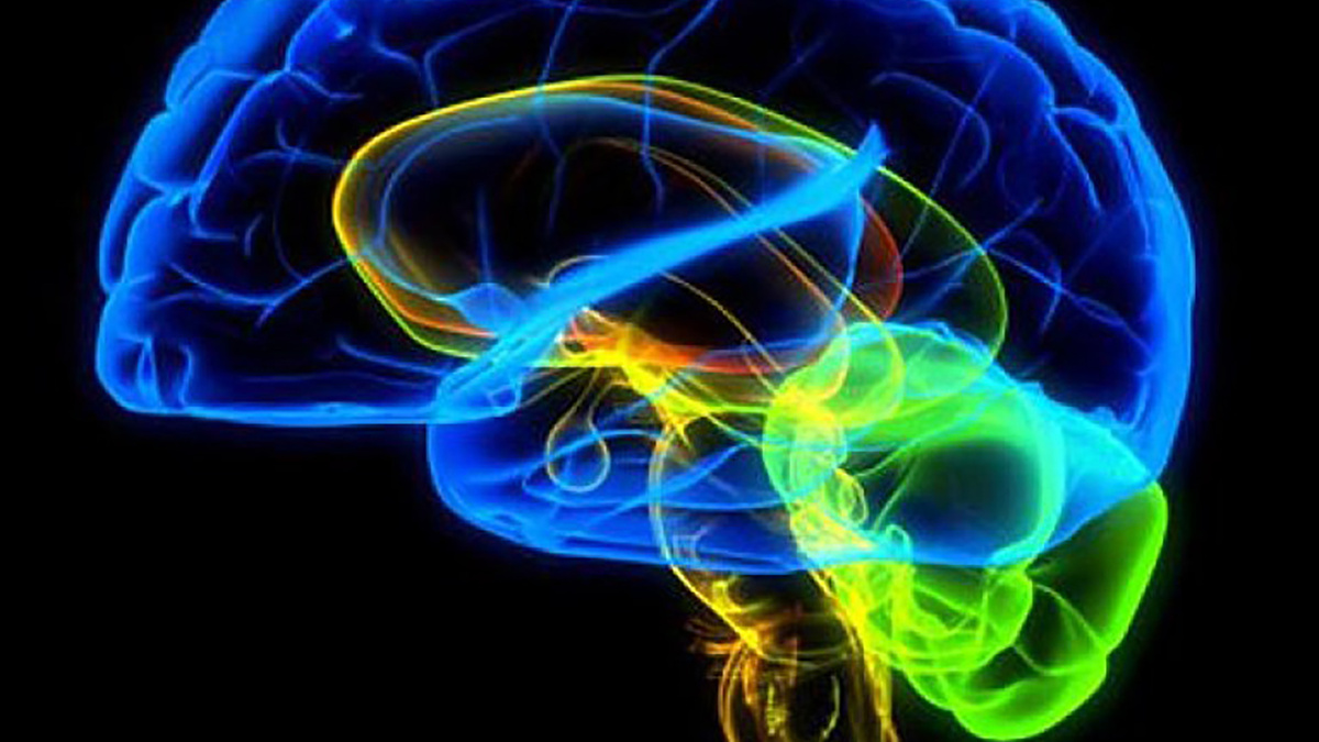    Тайна памяти: что нам рассказывают приматы?