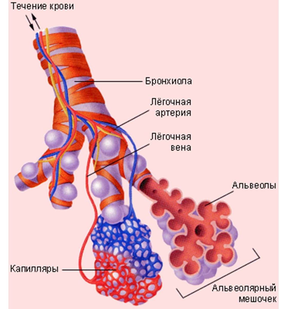 Схематичное строение ацинуса - структурной единицы лёгкого. Она представляет собой концевую бронхиолу с ее делениями до альвеолярного мешочка