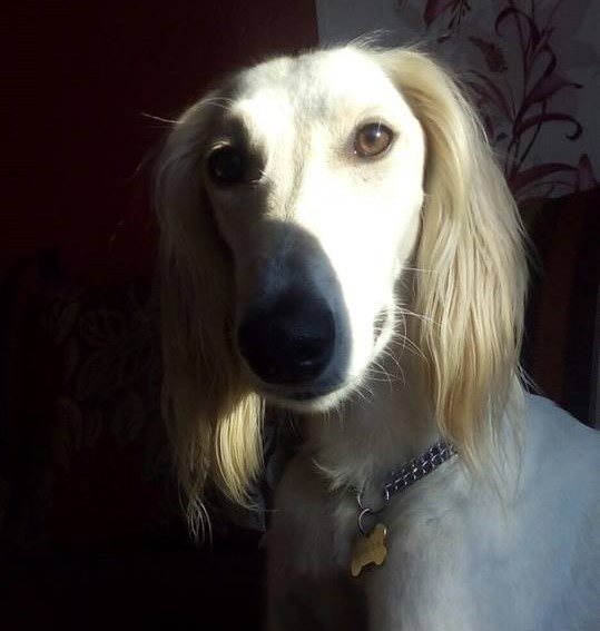 Борзая тазы - Борзомир Амир