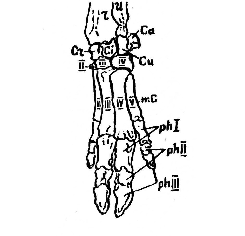 Кости кисти свиньи