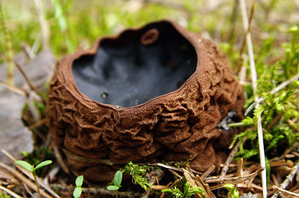     Фото: Wikipedia.org Из-за необычной формы, напоминающей котелок с зельем, саркосому шаровидную также называют «ведьминым котелком»