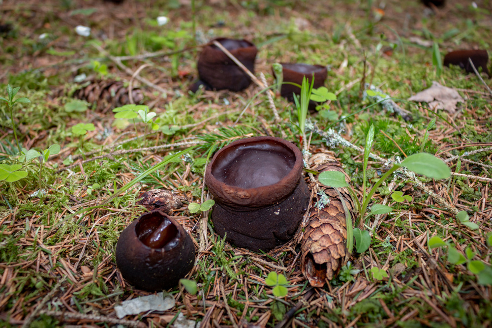     Фото: Alexandra Kovaleva/Shutterstock/FOTODOM Плодоносит саркосома не каждый год и встретить ее — большая удача