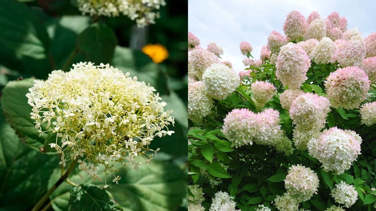 Один и тот же куст до правильной обрезки и после. Разница в размере соцветий почти вдвое.