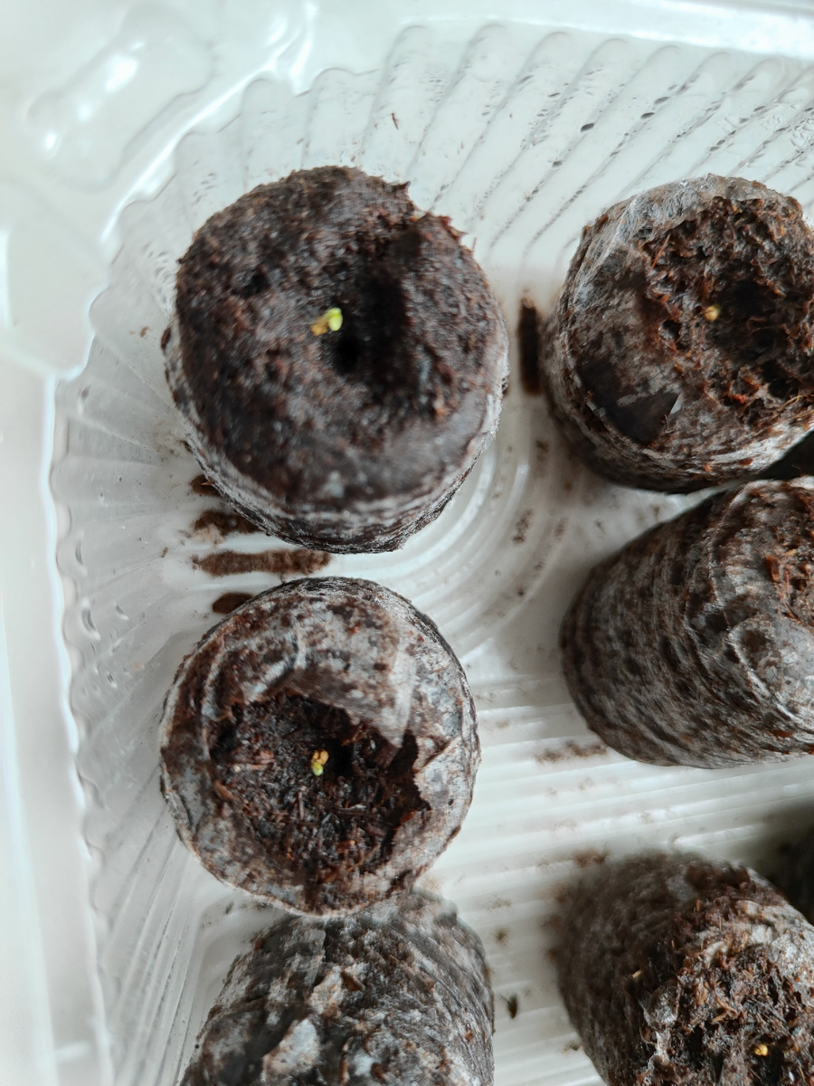 Первые всходы