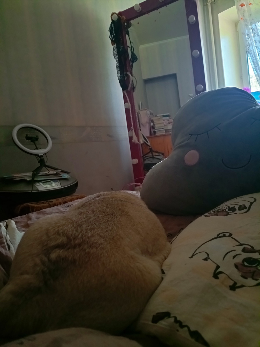 Мохнатое счастье, сопящее рядом🐶