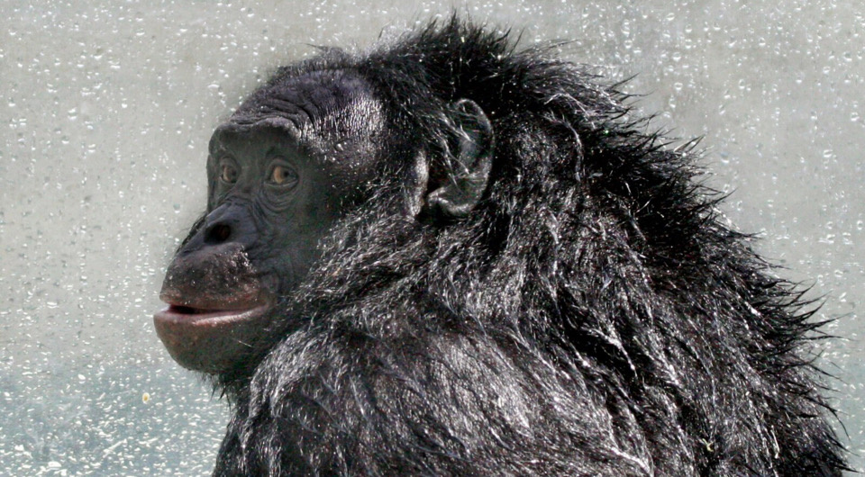   William H. Calvin / Wikimedia Commons / CC BY-SA 4.0