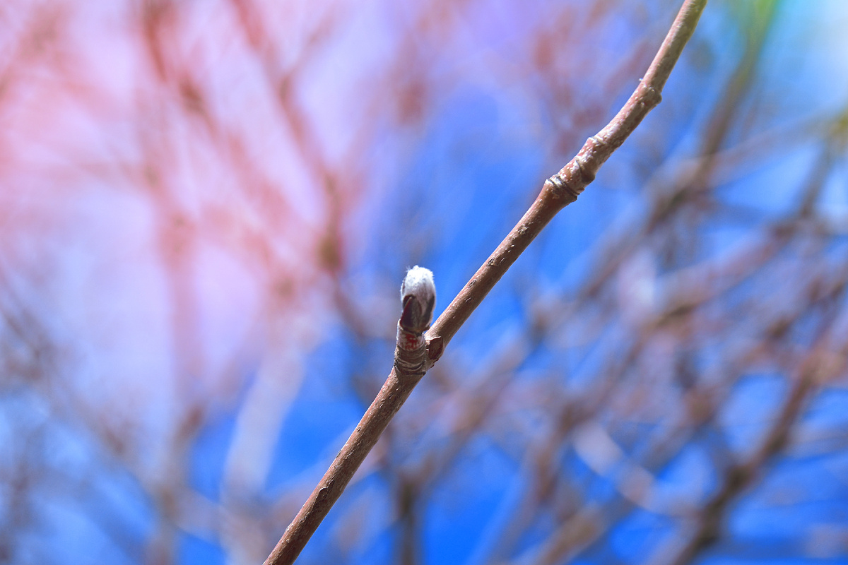 Копирование фотографий запрещено. Контент является интеллектуальной собственностью. Защищён авторским правом.