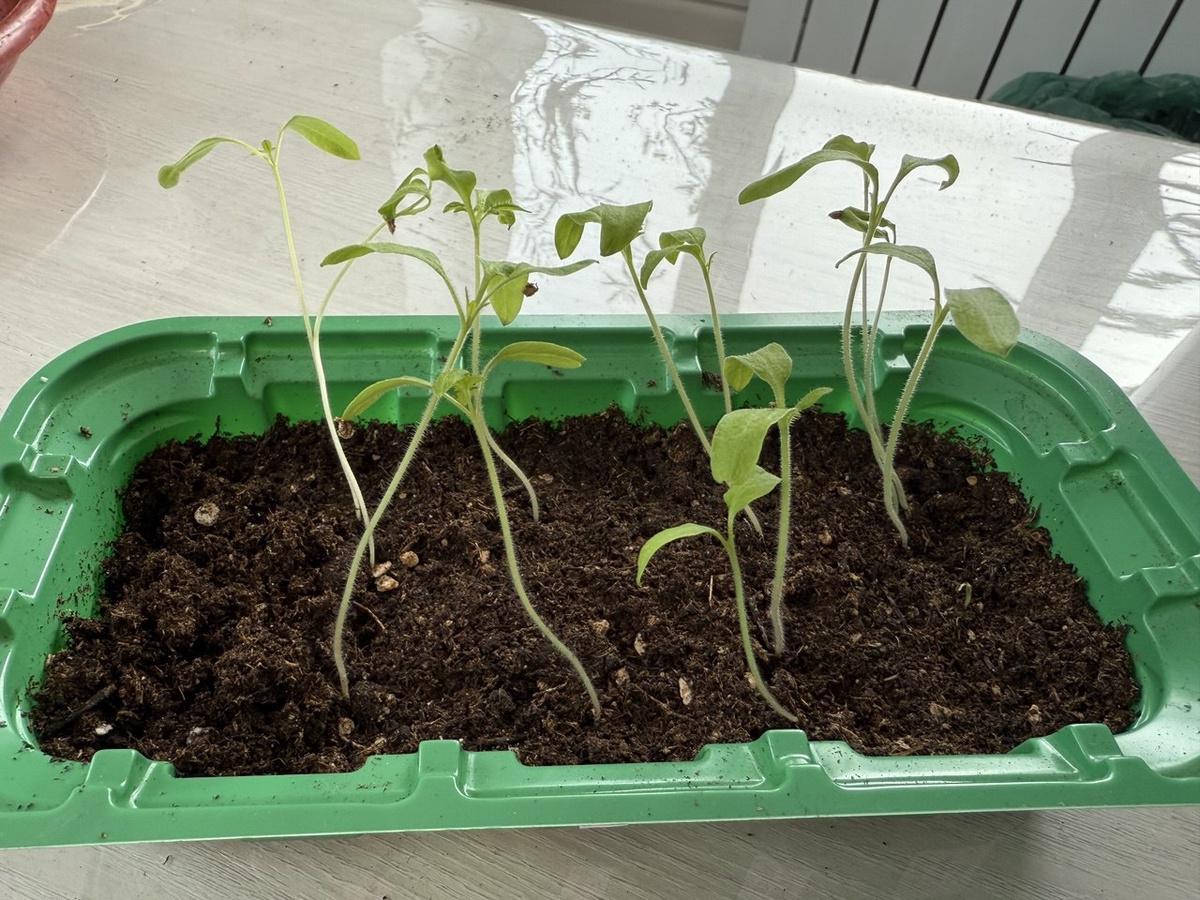 Фото автора канала Дом с кипарисами