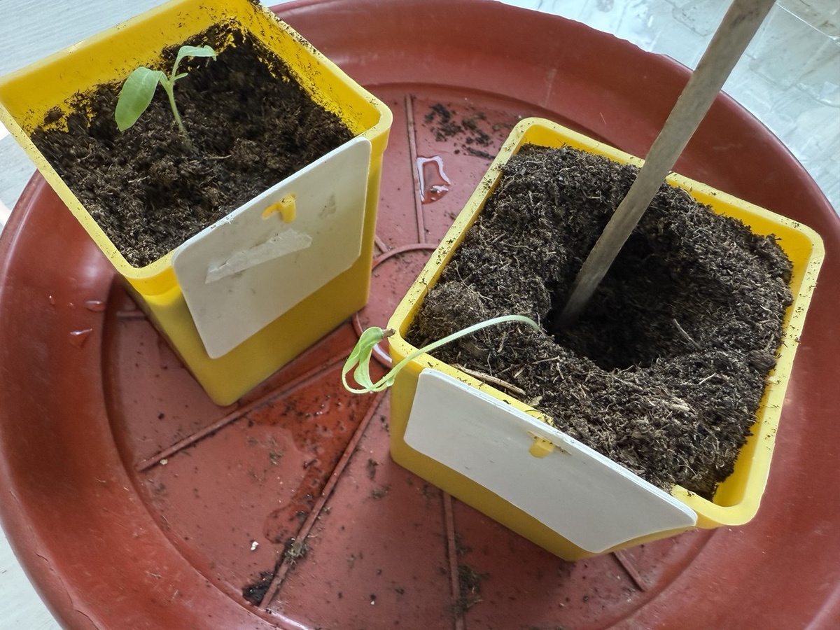 Фото автора канала Дом с кипарисами