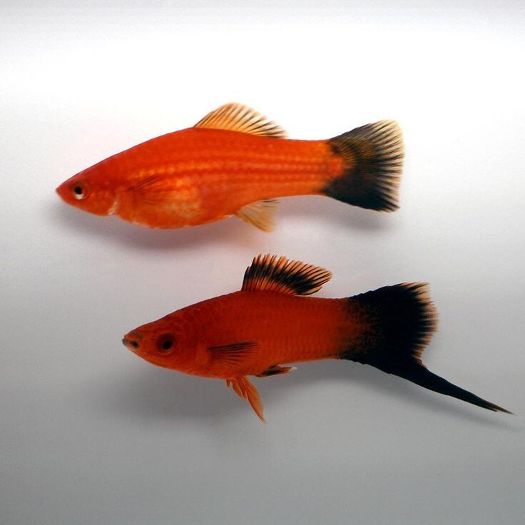 Меченосец (снизу самец)