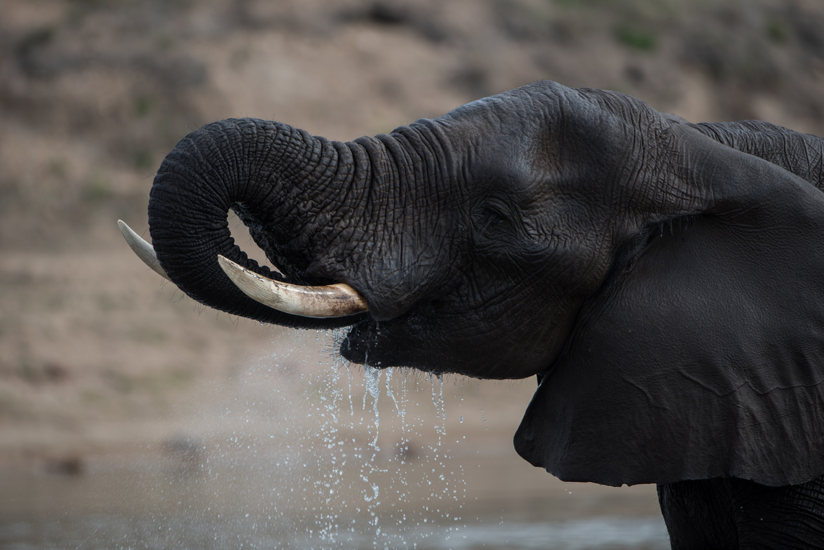 Этот красавец найдет воду везде! Designed by Freepik 