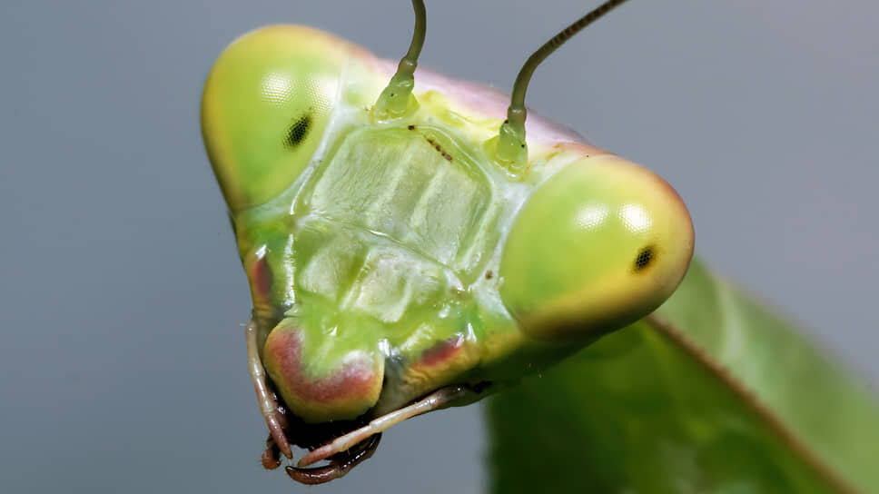 Обыкновенный богомол (Mantis religiosa).📷Фото: Сергей Лапа