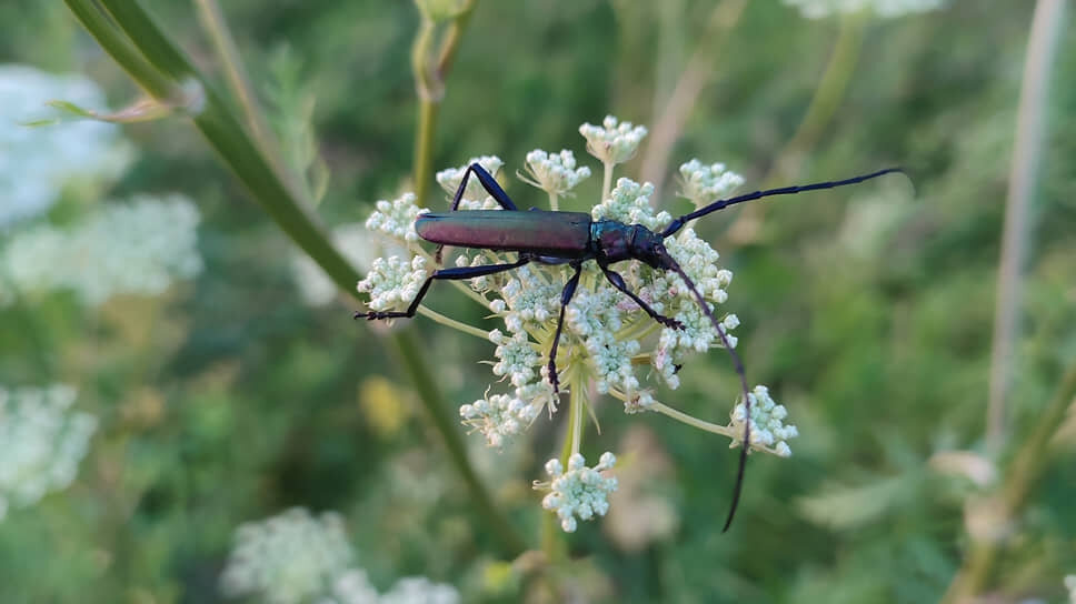 Жук-усач (Aromia moschata).📷Фото: Филипп Бызов