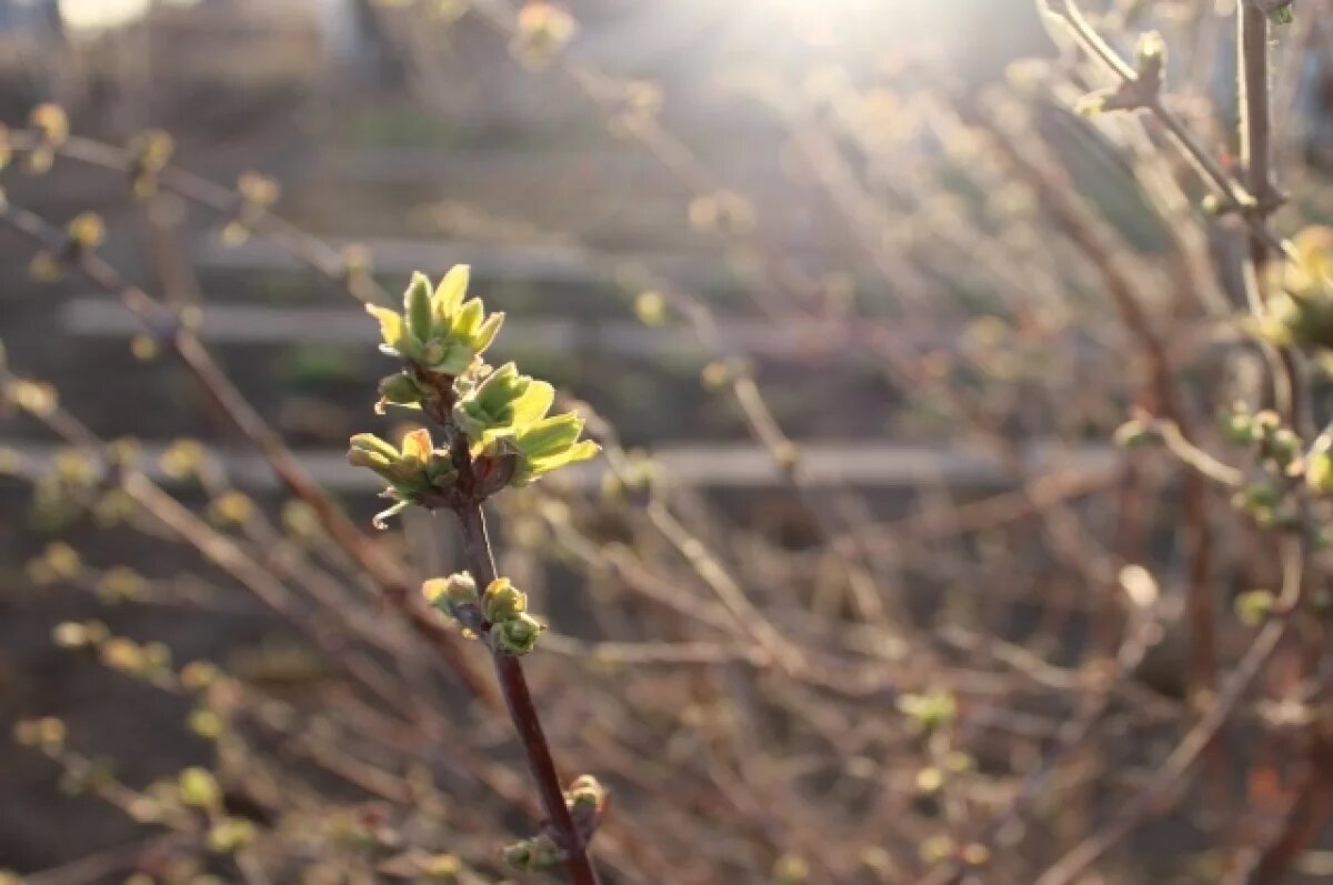    Синоптики рассказали, когда в Свердловской области потеплеет