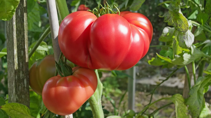 Реальный вес плодов при выращивании природным методом