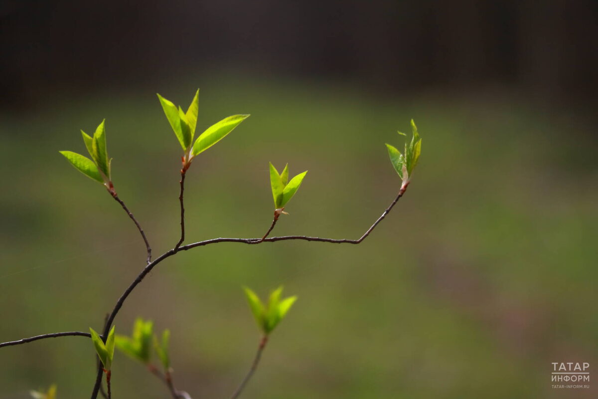 Фото: © «Татар-информ»