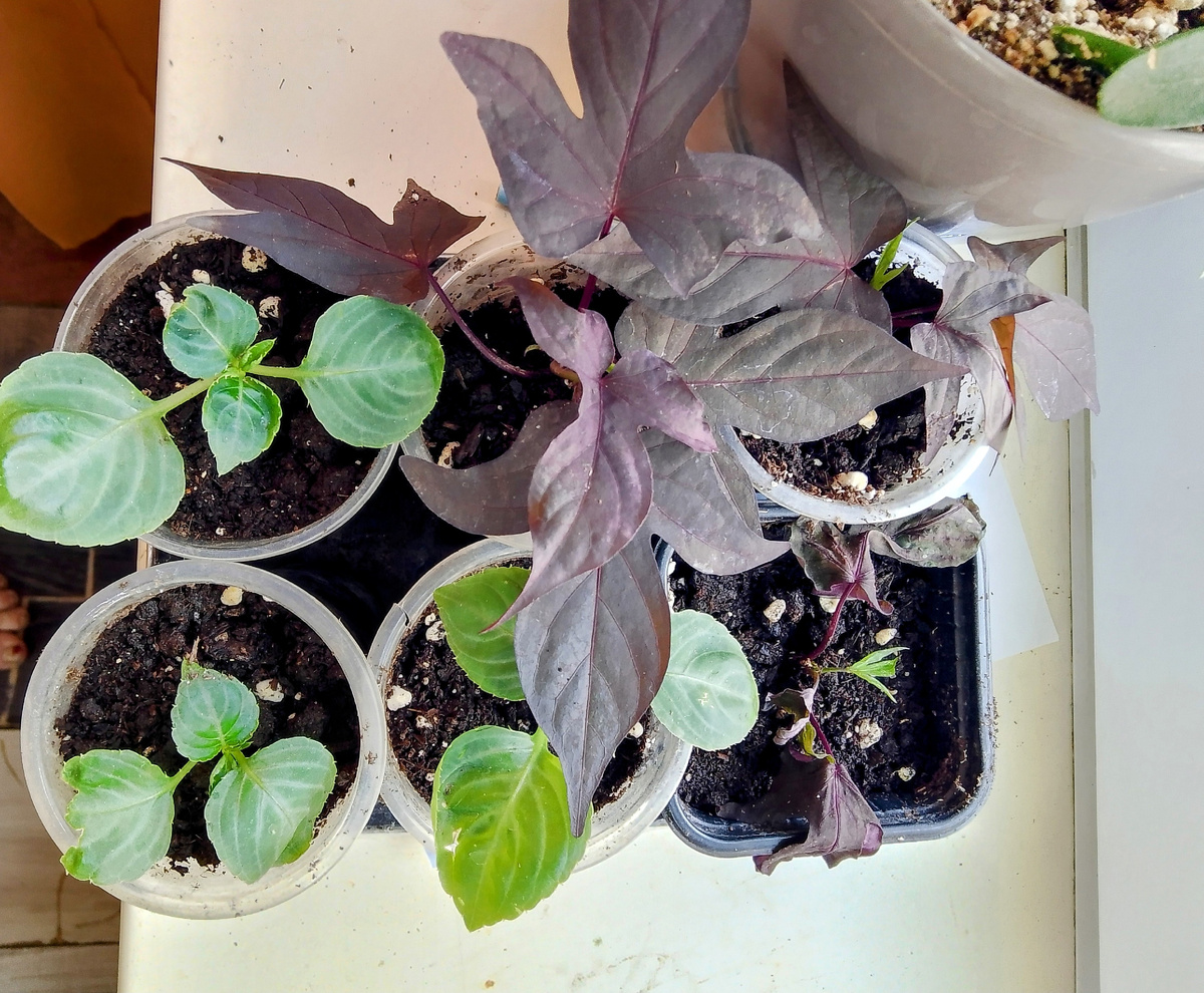 Черенки, один черенок совсем со слабыми листьями а корневая у него самая крепкая.