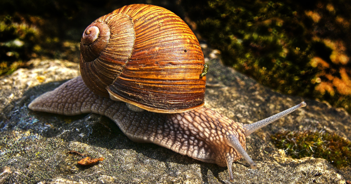 Брюхоногий моллюск