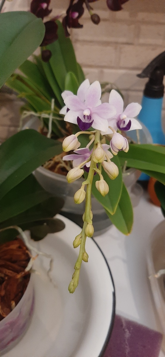 Сегодня утром на поливе