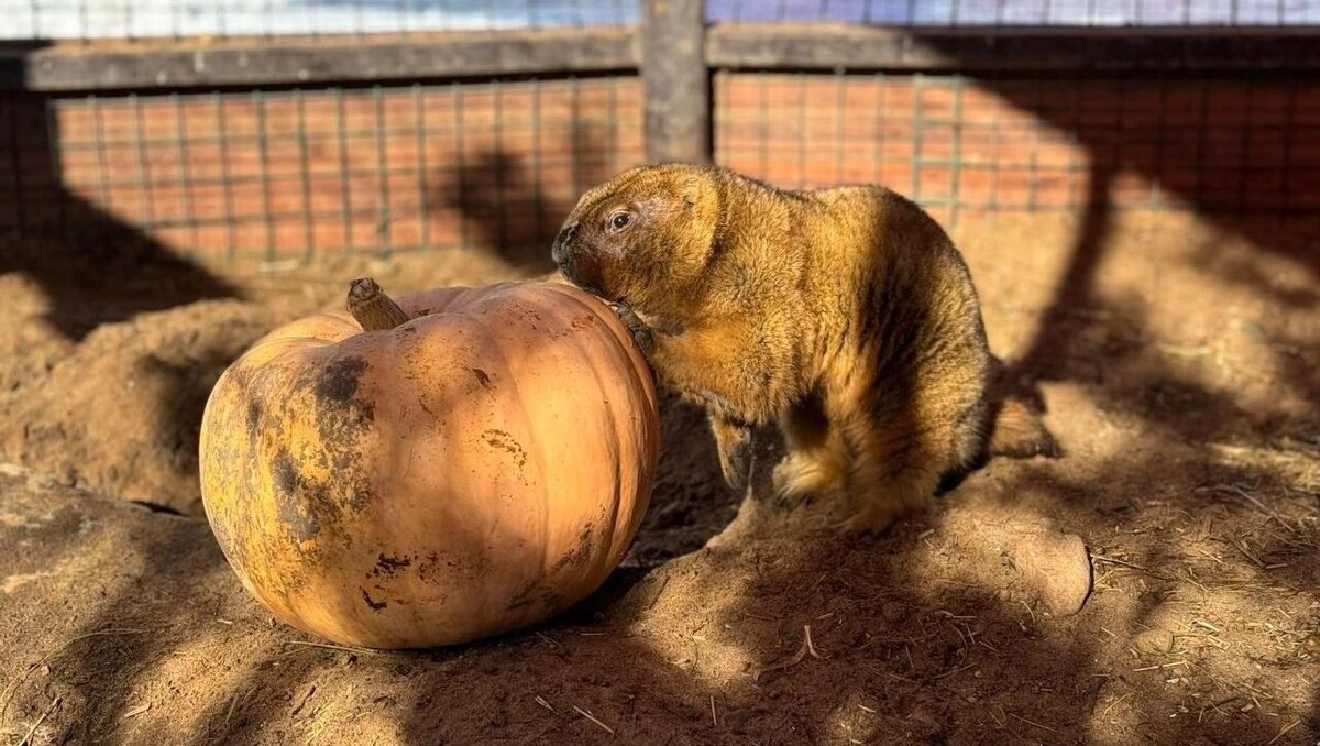     Источник: vk.com/Зоопарк Удмуртии